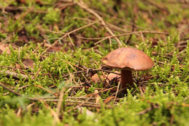 Podgrzybek&#x20;brunatny&#x2e;&#x20;Fot&#x2e;&#x20;Zbigniew&#x20;Hudzia