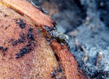 Szeliniak sosnowiec - owad uszkadzający uprawy leśne