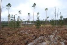 W Nadleśnictwie Kalisz trwa odnawianie lasu