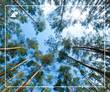 Rusza „Wsparcie na inwestycje zwiększające odporność ekosystemów leśnych i ich wartość dla środowiska”